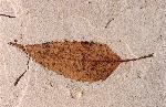 unidentified leaf, approximately 15 cm long