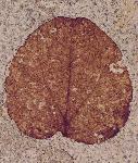 inidentified leaf, approximately 5 cm long