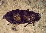 beetle of the family Buprestidae, 3.5 cm long