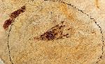 unidentified insect, approximately 1 cm long