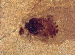 unidentified insect of the order Hemiptera, 1.5 cm