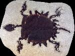 unidentified member of the Trionychidae family