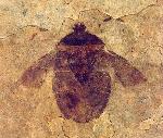 unidentified insect of the order Hemiptera