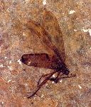unidentified fly, approximately 1 cm long