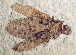 unidentified beetle, approximately 4.5 cm long