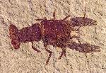 Procambarus primaevus, approximately 5 cm long