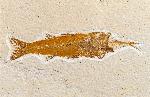 Mioplosus labracoides, approximately 9 cm long