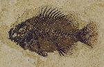 Priscacara liops, approximately 13 cm long