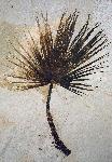 Palmites sp., approximately 2 meters long