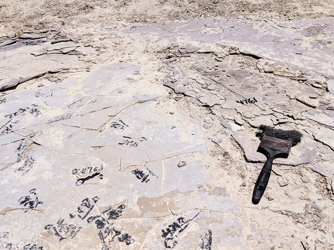A worn archeological brush sits on flat, split rock with numbers and shapes painted in black to mark fossil locations.