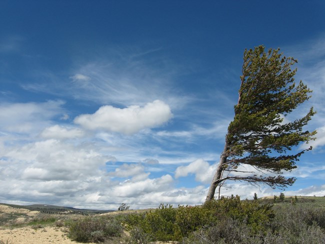 An evergreen tree leaning right with all branches on the right of its trunk on the top of a ridge.