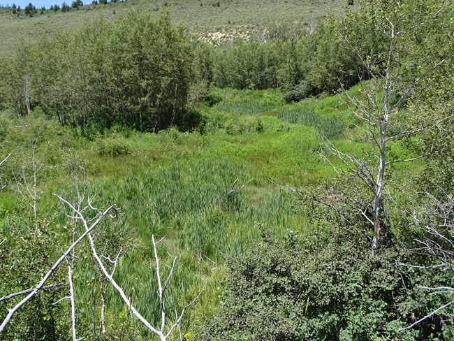 meadow with tall grasses surrounded by trees