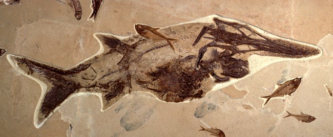 Large Crossopholis magnicaudatus paddlefish fossil with smaller fossil fish surrounding it and inside its stomach. From Green River Formation.