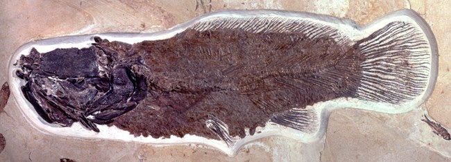 Amia pattersoni bowfin fossil with a black head and dark brown body. From Green River Formation.