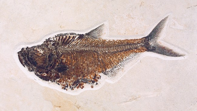 Diplomystus dentatus fossil fish with a deep belly and forked tail. From Green River Formation.