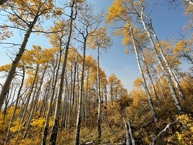 aspens with yellow leaves stretch high into a blue sky.