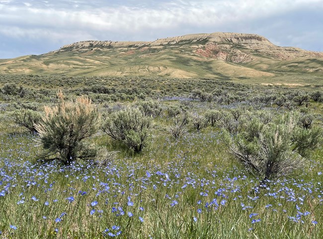 Blue flax flower amid sagebrush in front of Fossil Butte.
