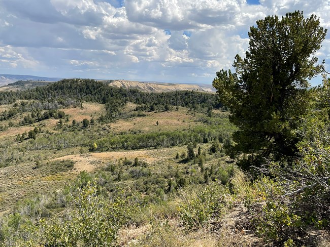 A tree stands atop a ridge on that slopes down to the left covered with a mix of open land and groves of trees.