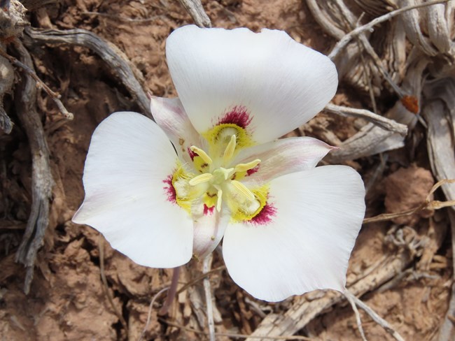 A three petaled, white lily with red and yellow at the base of the petals.