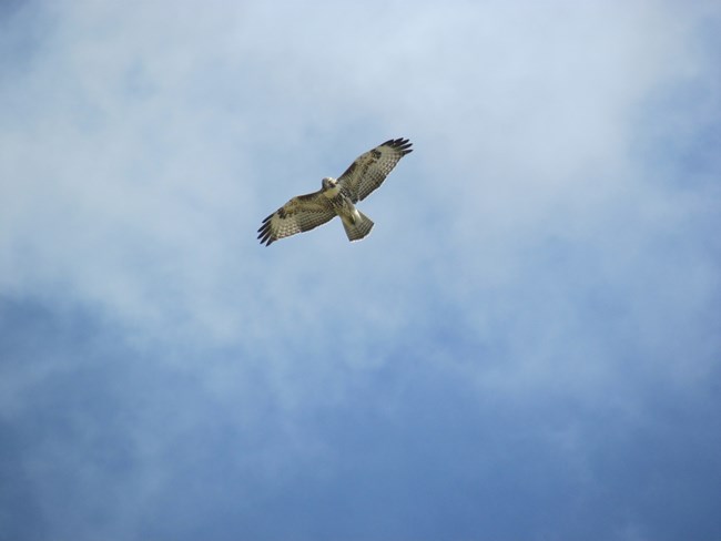 A red tailed hawk in flight viewed from below with blue sky and diffused clouds behind.