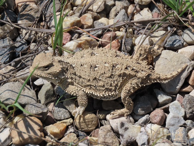 A brown oval-shaped lizard with spikes on its back