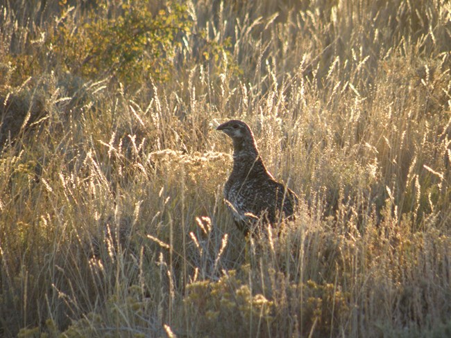 Sage grouse looking left standing in grass with sunlight silhouetting it