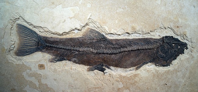 A long, thin Notogoneus osculus fossil fish with down-turned mouth. From Green River Formation.
