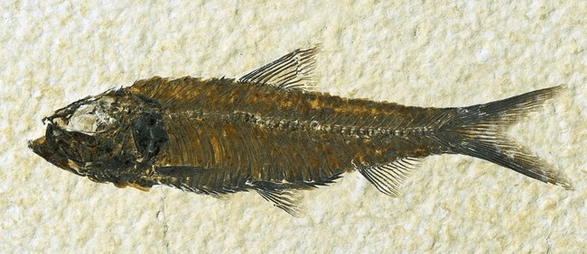 A long, thin orange-brown fish fossil with a forked tail on a rock where the top and bottom edges are visible.