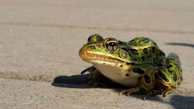 A squat northern leopard frog rests on pavement facing left and looking towards the camera.