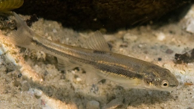 A spotted slightly see-through minnow above a sandy and rocky ground.