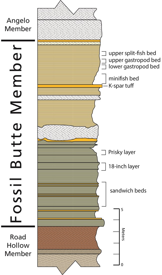Stratigraphic column showing the 3 members and the beds going top to bottom sandwich, 18-Inch Layer, Prisky Layer, K-spar tuff, minifish, and gastropod beds.