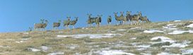 These mule deer were seen on Cundick Ridge in early spring.