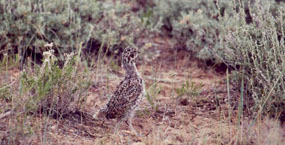 During the spring and summer months, young sage grouse like this one are often seen with their mothers along Chicken Creek Road.