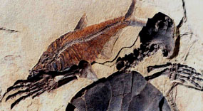 Fossils like this turtle and fish provide information about past environments.