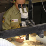 fossil preparation