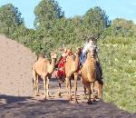 Camel Corps at Fort Davis!