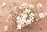 Evening Primrose