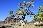 Cottonwood