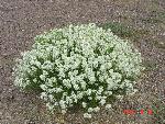 Peppergrass 