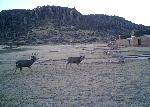 Mule Deer