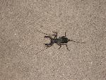 Vinegaroon