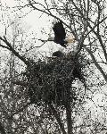 Pair on nest