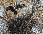 Adult and Flegling on nest