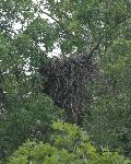 Empty Nest