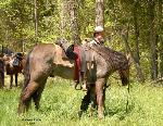 Cavarly Trooper with horse