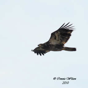 Juvenile Eagle