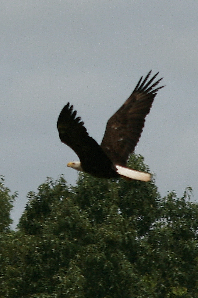 Eagle flying to nest june2011
