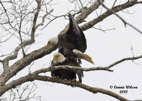 Eagles
