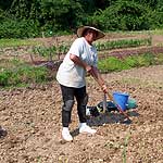 Fort Dupont Community Gardener