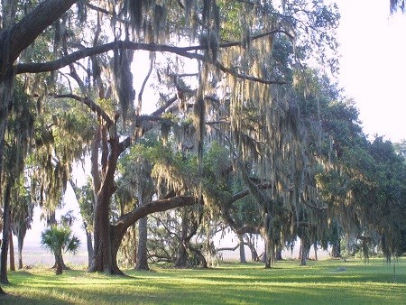 Moss covered live oaks line a grassy lawn.